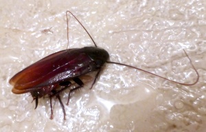 Dead-cockroach-inJapan-june1-2015